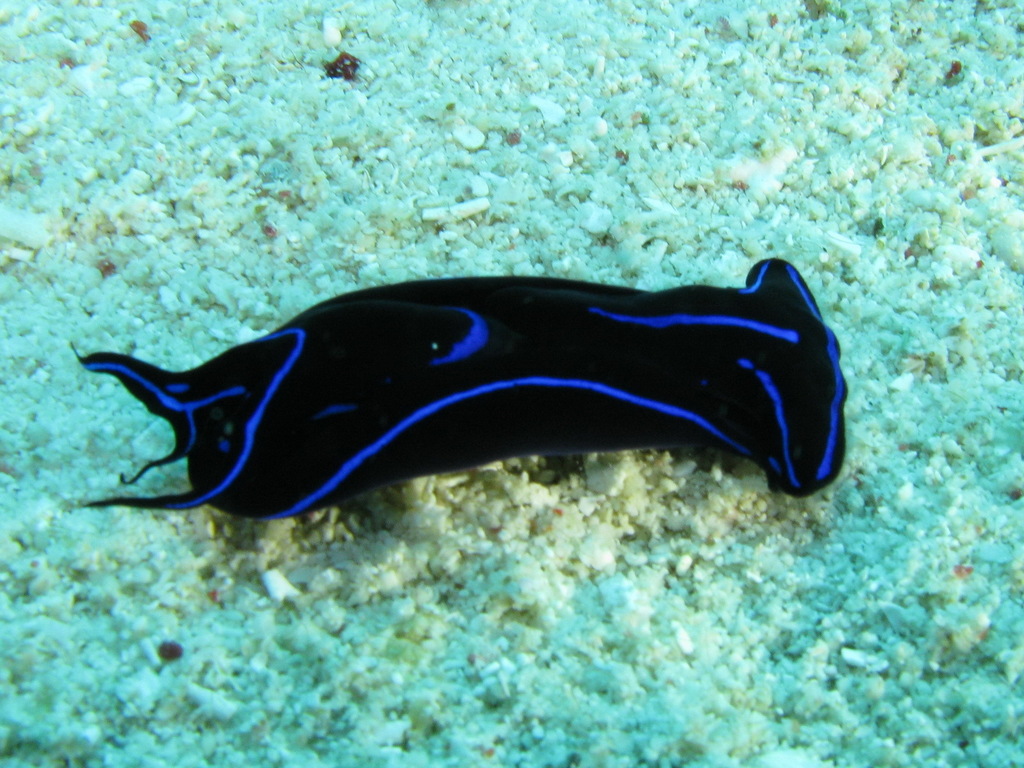 Blue velvet headshield slug