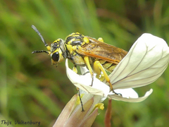 Tenthredo xanthopus