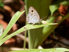 Ypthima horsfieldii humei
