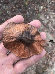 Pterocarpus acapulcensis