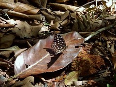 Lexias pardalis dirteana