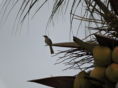 Gavicalis versicolor