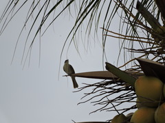 Gavicalis versicolor