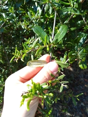 Lonicera subspicata subspicata