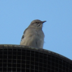 Mimus polyglottos polyglottos