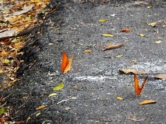 Vindula dejone erotella