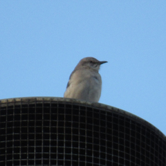 Mimus polyglottos polyglottos