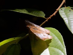 Euthalia monina monina