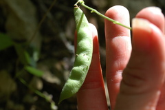 Phaseolus texensis