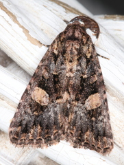 Condica macrosema