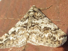 Agriopis dira