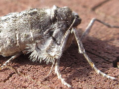 Agriopis dira
