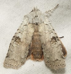 Lithophane viridipallens