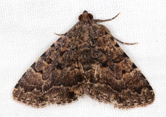 Diatenes aglossoides