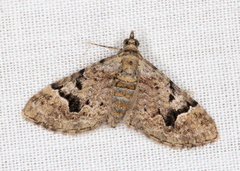 Mnesiloba eupitheciata