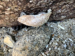Crepidula onyx