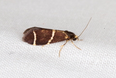 Lepidoscia punctiferella