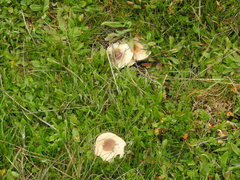 Melanoleuca grammopodia