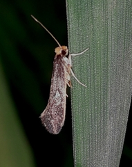 Monopis nigricantella