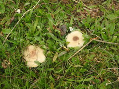 Melanoleuca grammopodia