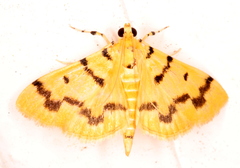 Dichocrocis clytusalis