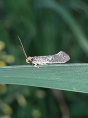 Monopis nigricantella