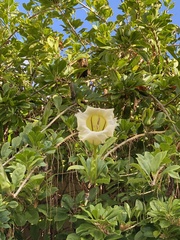 Solandra longiflora