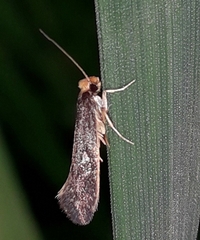 Monopis nigricantella