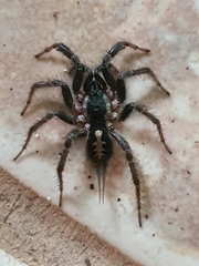 Ischnothele guianensis