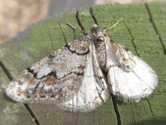 Agriopis dira