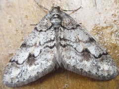 Agriopis dira