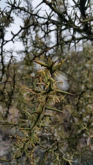 Hualania colletioides