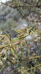 Hualania colletioides
