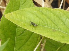Plagioneurus univittatus