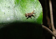 Stephanorhynchus curvipes