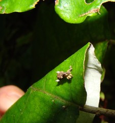 Stephanorhynchus curvipes