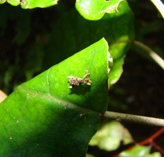 Stephanorhynchus curvipes