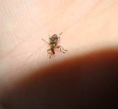 Stephanorhynchus curvipes