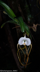 Angraecum conchoglossum image