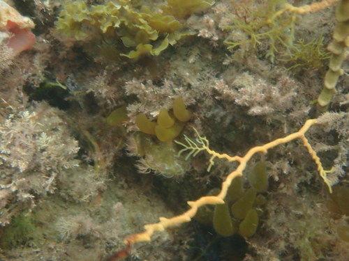 Image of Chrysymenia brownii by (c) Tim, some rights reserved (CC BY-SA)