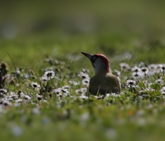Picus viridis