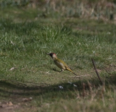 Picus viridis