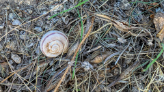 Sonorella superstitionis taylori