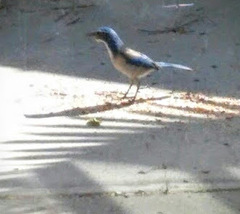 Aphelocoma californica