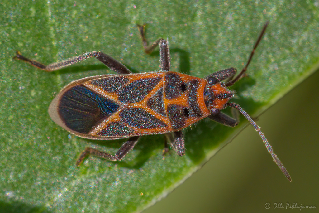 Bindweed Seedeating Bug