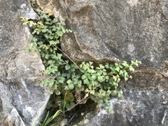 Asplenium ruta-muraria