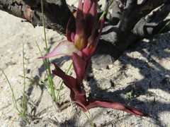 Disa atrorubens
