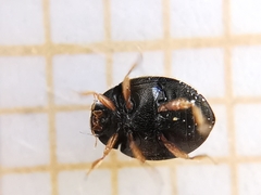 Scymnus rubromaculatus