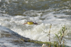 Pitangus sulphuratus