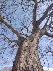 Ceiba aesculifolia